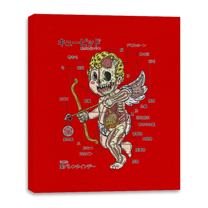Cupid Anatomy
