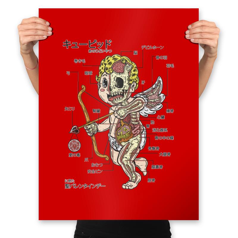 Cupid Anatomy