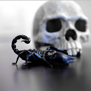 Skorp Design